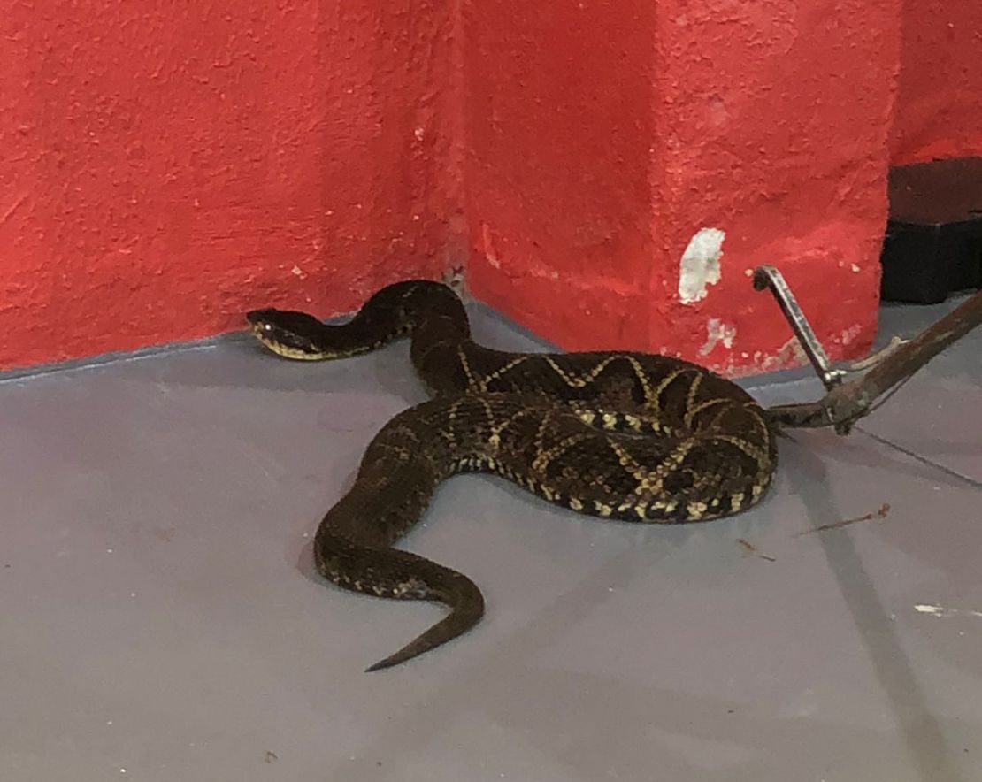 ACIDENTES COM ANIMAIS PEÇONHENTOS AUMENTAM NO CALOR, ALERTA CORPO DE BOMBEIROS