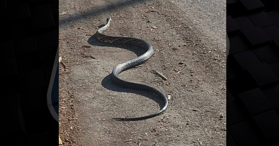 Cobra caninana surpreende moradores em Três Barras