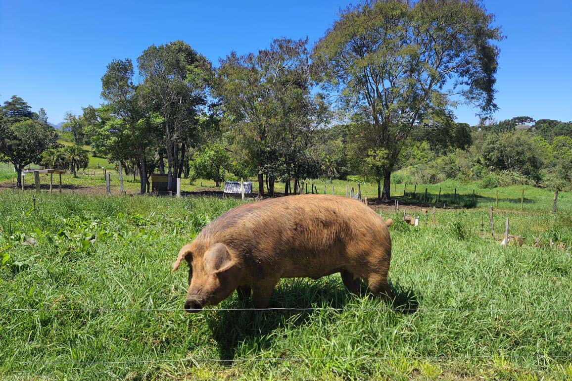 Porco Moura: como o Paraná salvou a raça de carne sinônimo de maciez e suculência