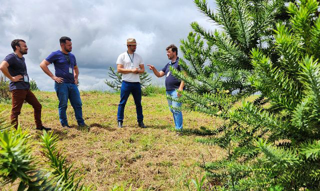 Epagri desenvolve araucárias enxertadas para a produção de pinhão precoce