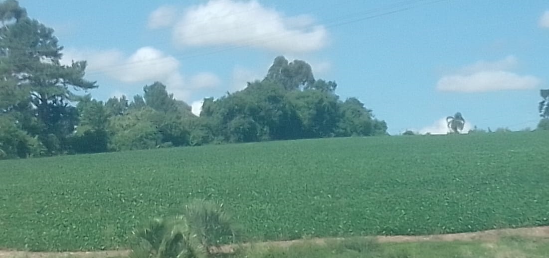 Soja e trigo hoje: confira as cotações para esta segunda-feira (30)