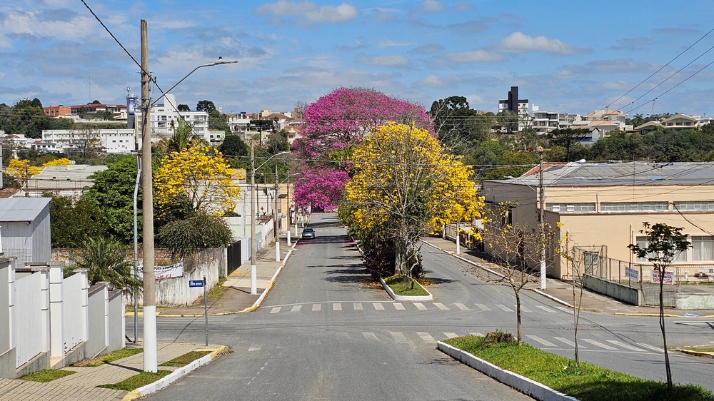 Florada dos ipês colore ruas e espaços de Rio Negro