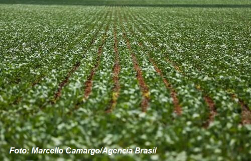 Soja e trigo hoje: confira as cotações para quinta (13)