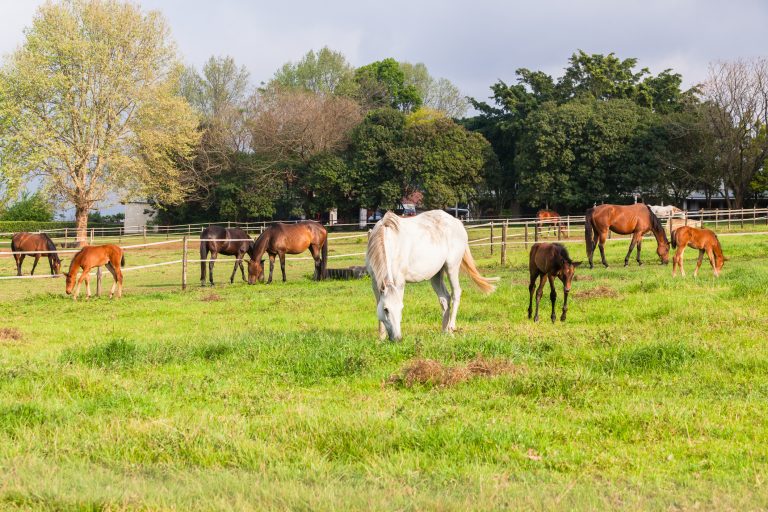 Dia Nacional do Criador de Cavalos será comemorado em 24 de novembro