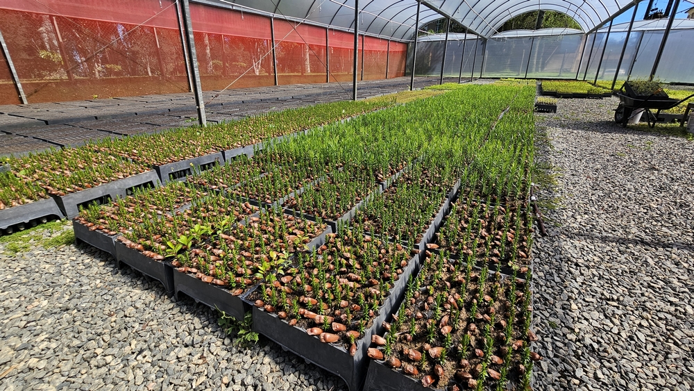 ​Rio Negro produz milhares de mudas de Araucária por ano