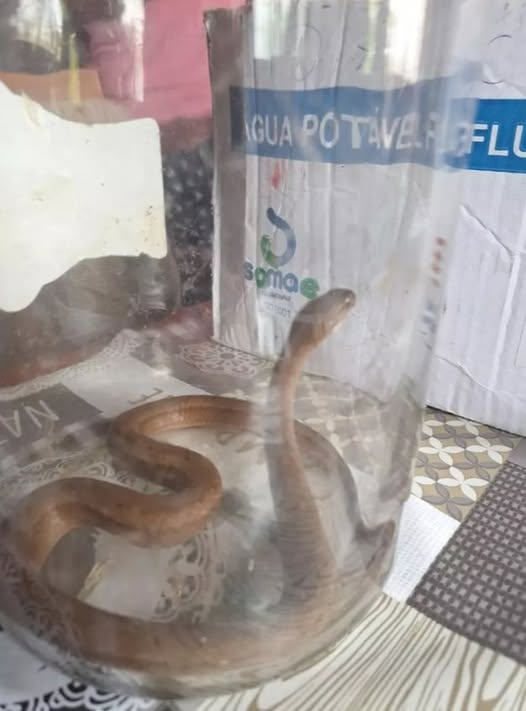 Bombeiros são chamados para capturar cobra dentro de uma casa, em Mafra