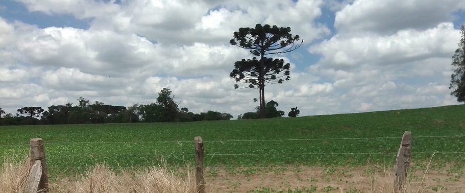 Soja e trigo hoje: confira as cotações para esta quarta-feira (25)
